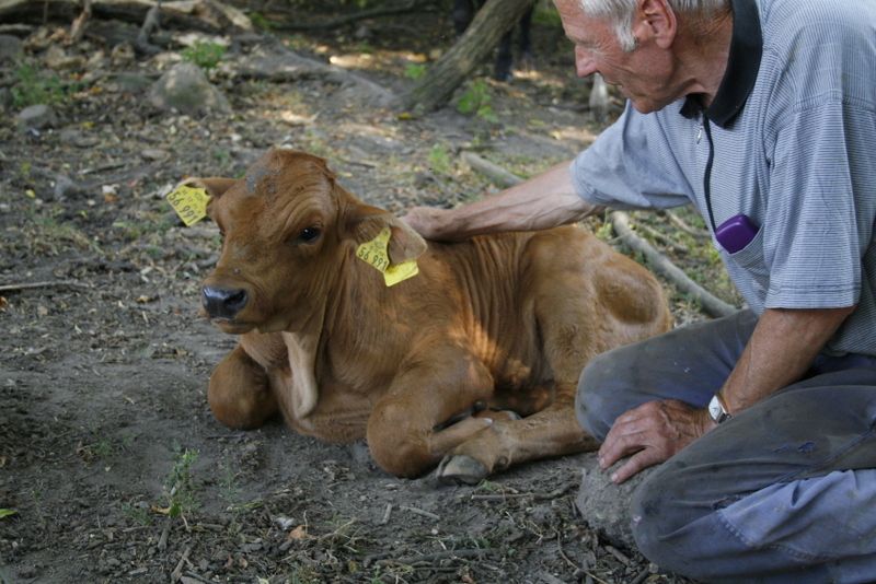 Ulli Bressel auf Hof Schwalbennest mit einem Kalb