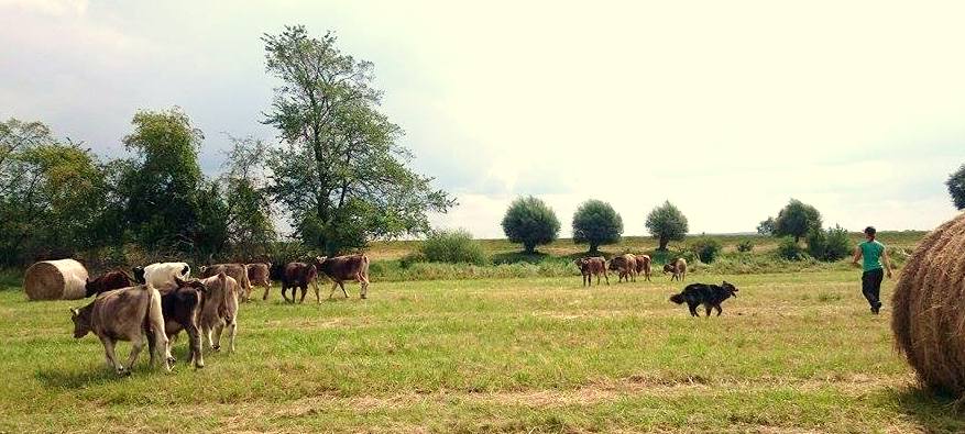 Stockmanship mit Jungvieh schmal